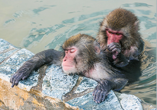 湯船に浸かり毛づくろいする2匹の猿