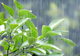 雨の降り注ぐ緑の葉っぱ